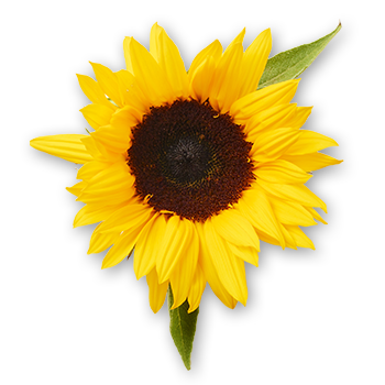 Sonnenblume Brat-Öl Byodo Naturkost