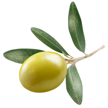 Olivenöl nativ extra, aus Griechenland, Oliven grün