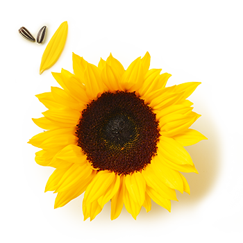 Bratoel Klassik Sonnenblume