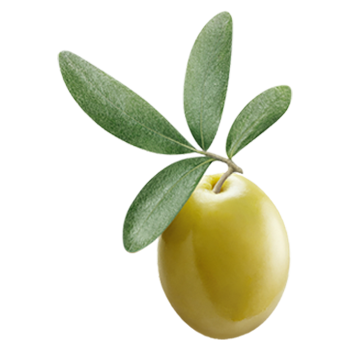 Olivenöl nativ extra, aus Italien, Oliven grün