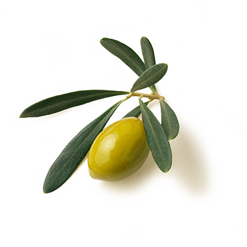 Brat Olive Mediterran Olivenzweig