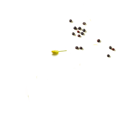 Schmuckgrafik 1