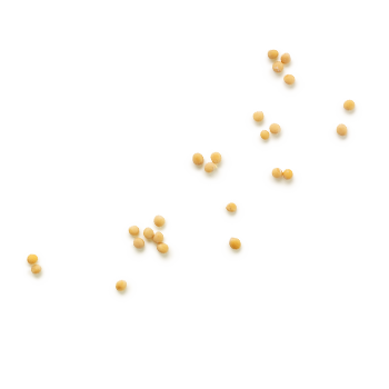 Mittelscharfer Senf Senfkoerner