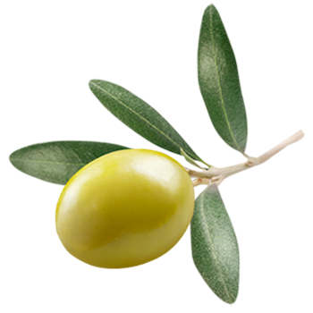 Olivenöl nativ extra, aus Italien, Olive