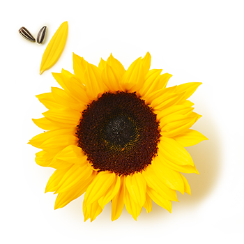 Brat-Olive Mild, Sonnenblume